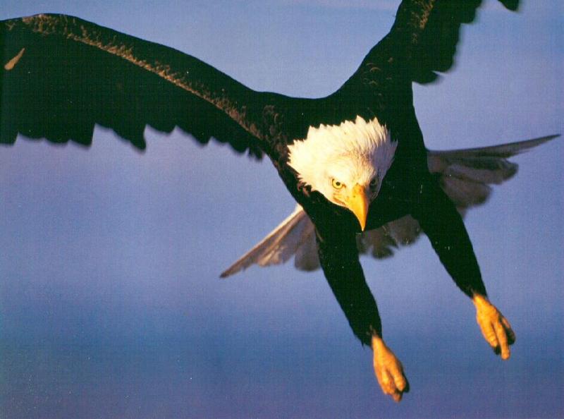 wldf9908-Bald Eagle-In Flight-Closeup.jpg