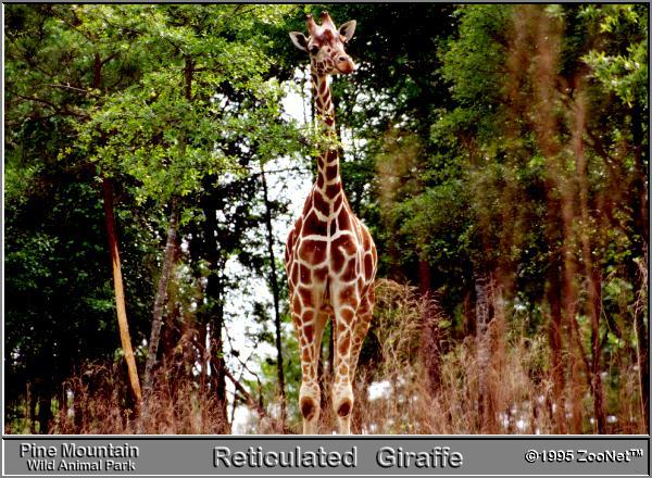 Reticulated Giraffe in the trees2-Pine Mountain Wild Animal Park.jpg