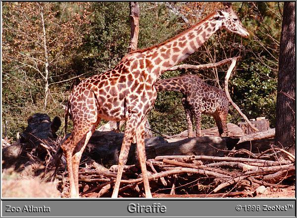 Reticulated Giraffe in the trees-Zoo Atlanta.jpg