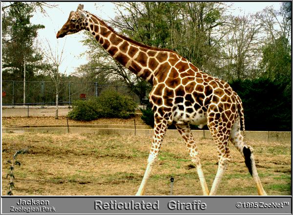 Reticulated Giraffe Walking-Jackson Zoological Park.jpg