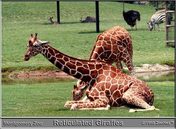 Reticulated Giraffes-Sitting on grass-Montgomery Zoo.jpg