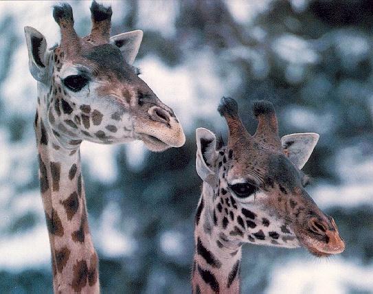 2 giraffes Heads.jpg