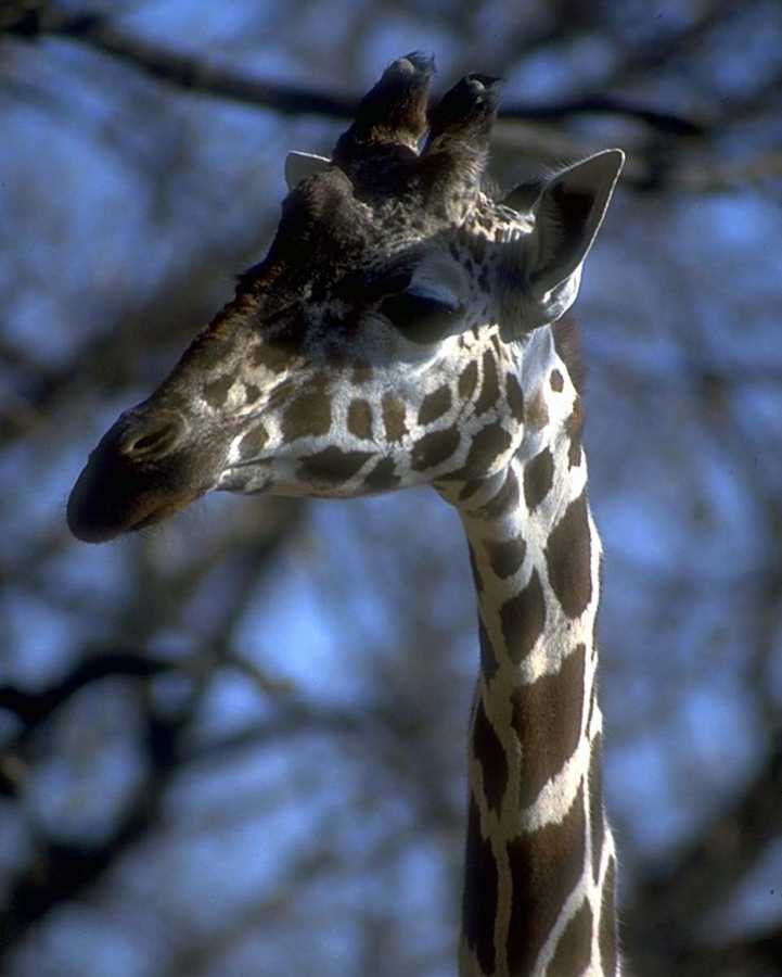animalwild030-Giraffe Head-Closeup.jpg