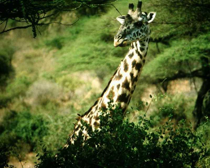 animalwild031-Giraffe Head-Closeup-In Forest.jpg