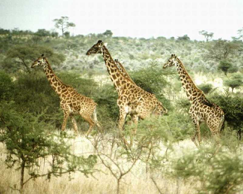 animalwild032-Giraffes Herd-Marching.jpg
