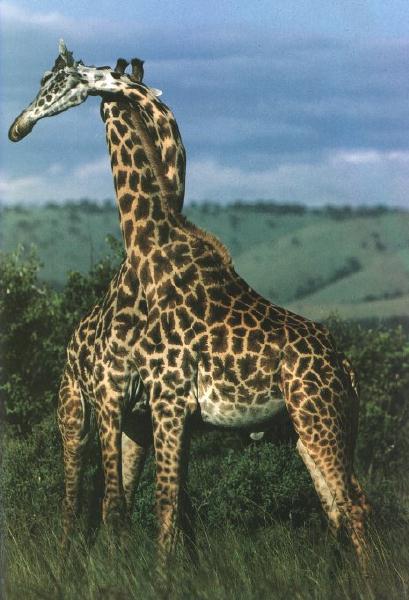 giraffe 00.jpg