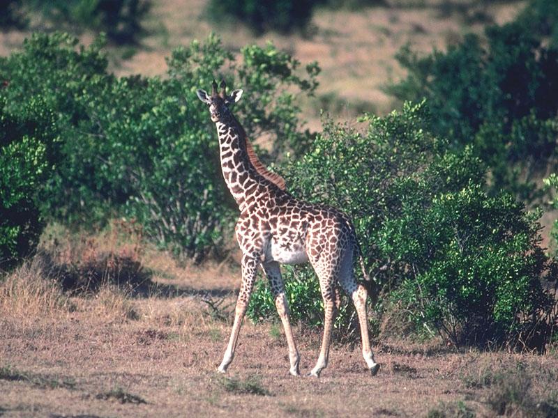 Giraffe 01-Walks into forest-looksback.jpg