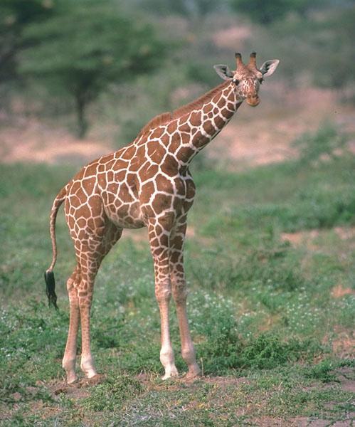 Giraffe 02-Young-On Grass.jpg