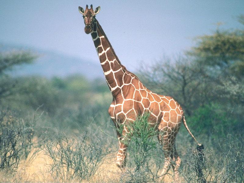 Giraffe 04-Standing in bush.jpg