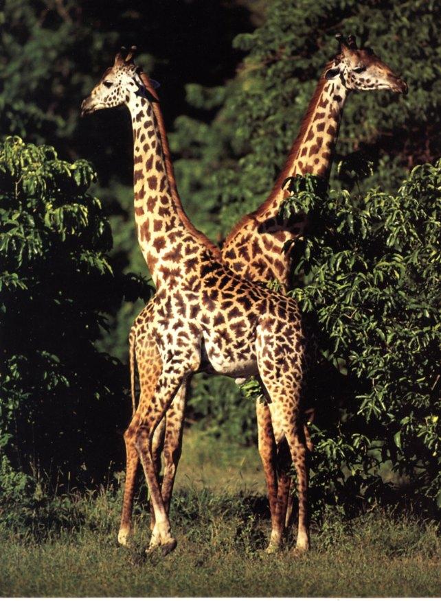 Giraffe Calendar04-Wolfgang Kaehler April-iej.jpg