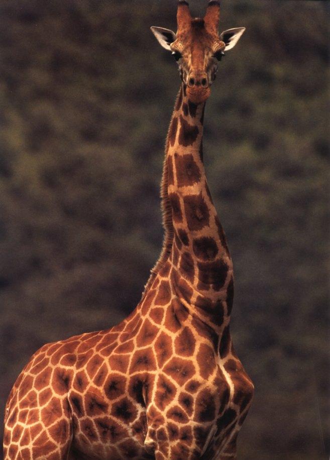 Giraffe Calendar06-Craig Brandt June-iej.jpg