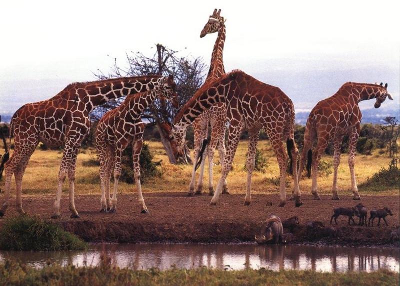 Giraffe Calendar10-Claudia Adams October-iej-with Warthogs Family.jpg