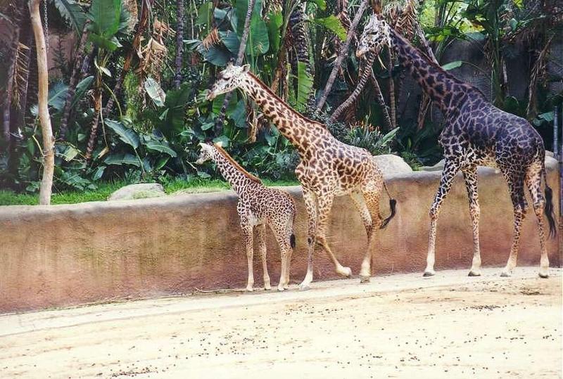 giraffe family.jpg