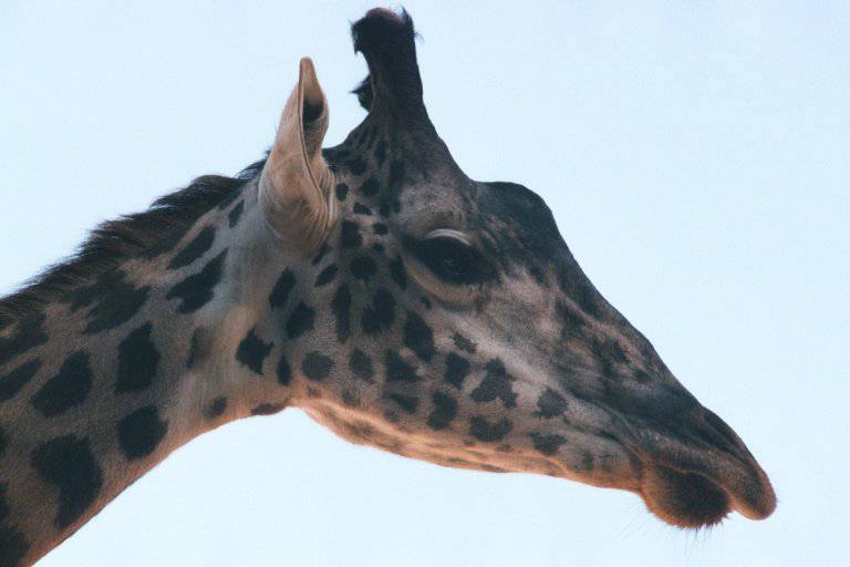 Giraffe Head-face closeup at San Diego Zoo.jpg