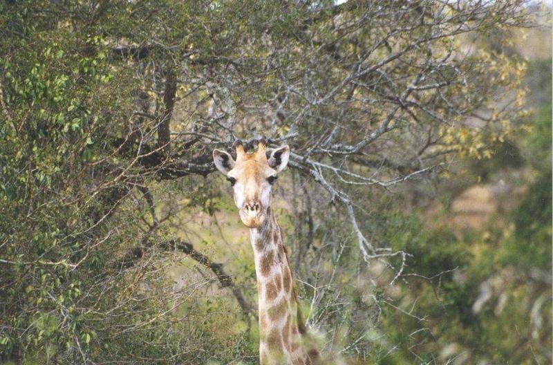 Giraffe1-face closeup.jpg