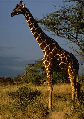 Giraffe1-Standing.jpg