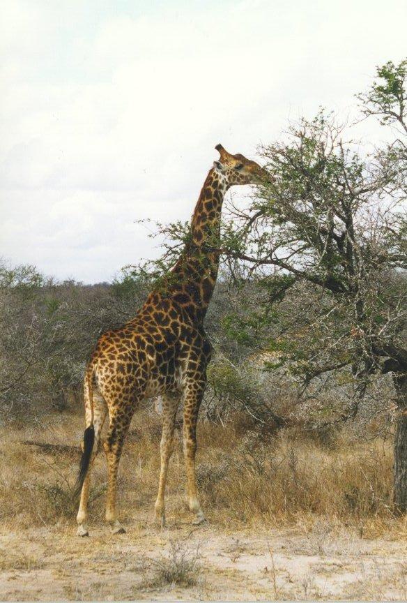 Giraffe2-eating leaves.jpg