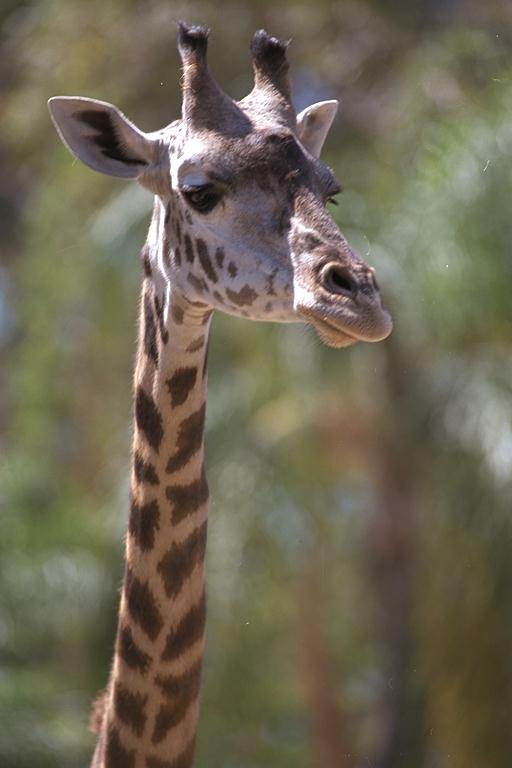 giraffe2-Face Closeup.jpg