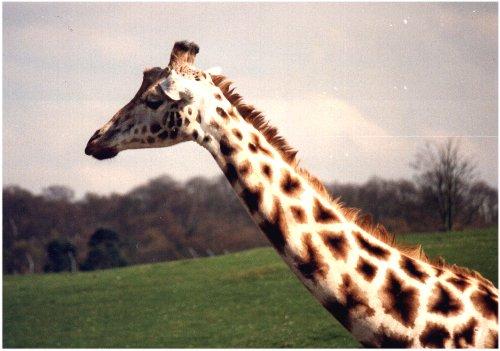 Giraffe2-Head closeup.jpg