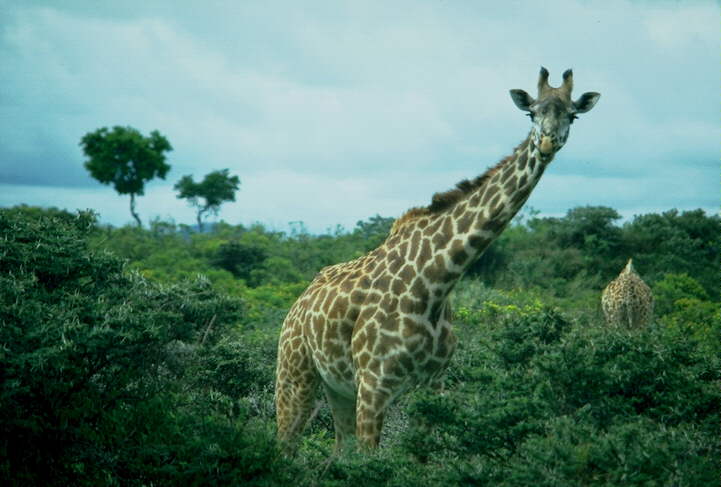 Giraffe3 Above bush.jpg