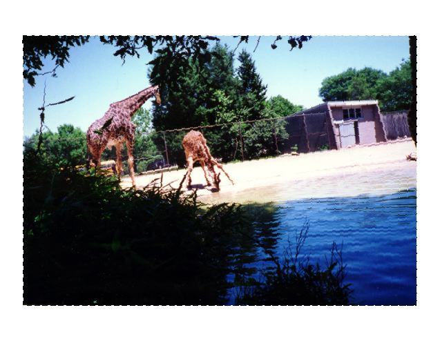 Giraffes Louisville zoo1.jpg