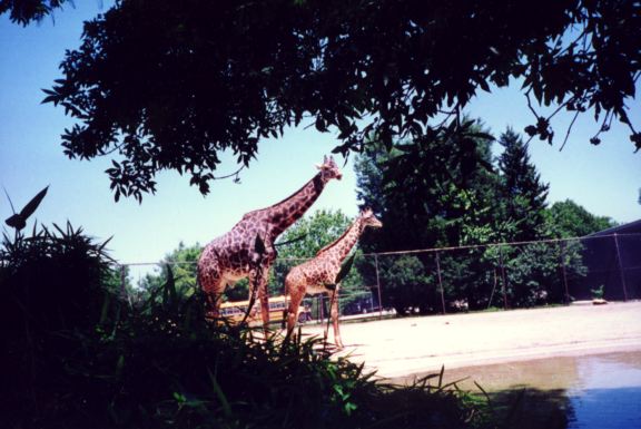 Giraffes Louisville zoo2.jpg