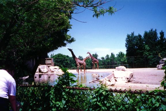 Giraffes Louisville zoo3.jpg