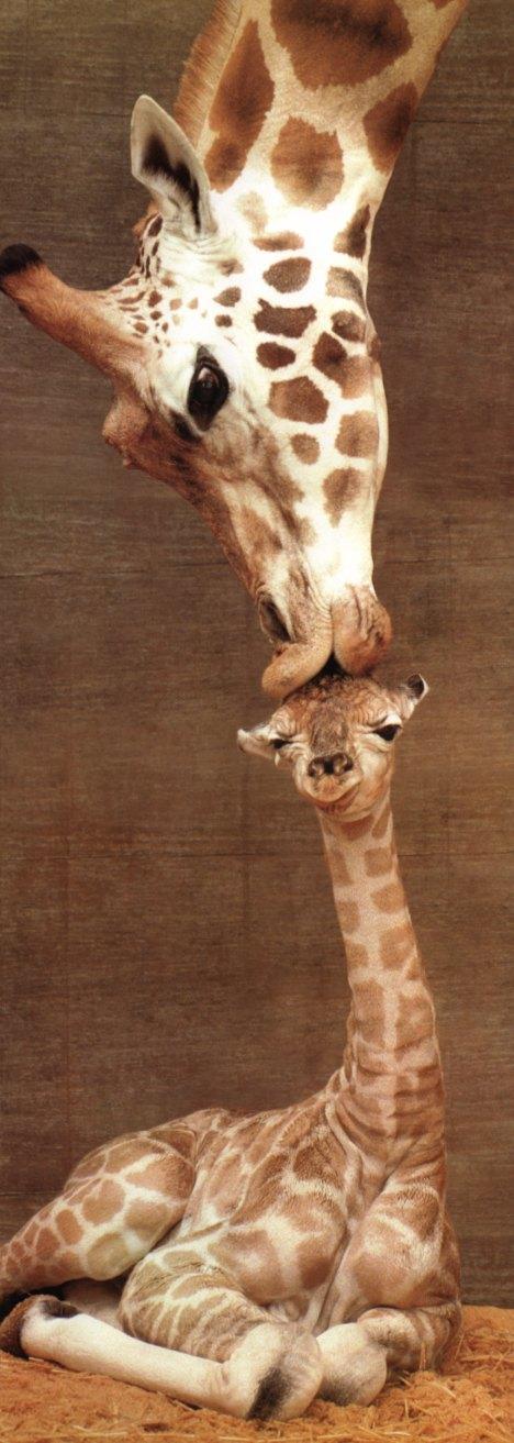 Giraffes mom and baby-Misha and Makulu-First Kiss-iej.jpg