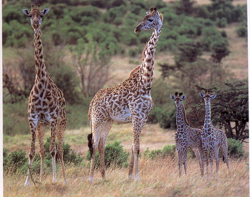 Giraffes Family1-Moms and babies.jpg