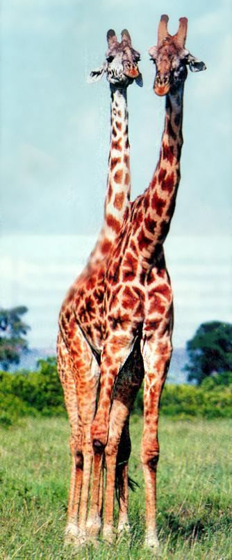 giraffes-pair.jpg
