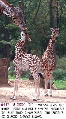 Twin Giraffes.jpg