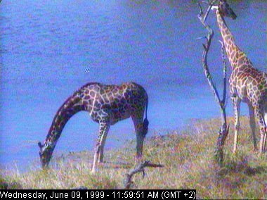 gowr9a-Giraffes-from Africam.jpg