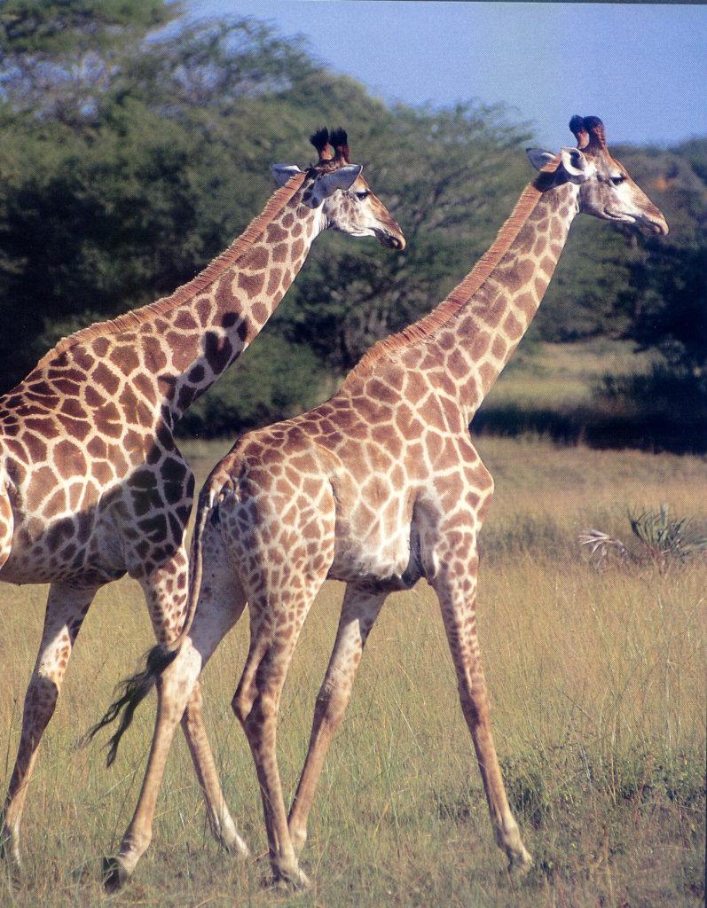 lj A Pair Of Giraffes For One Giraffe Lover.jpg
