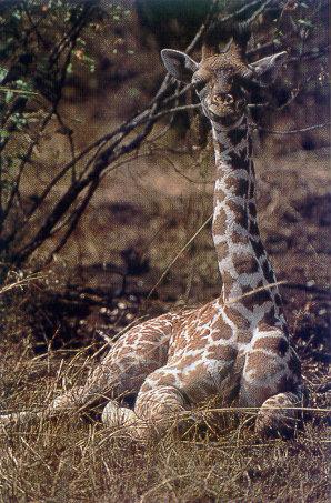 lj Newborn Giraffe-Kenya.jpg