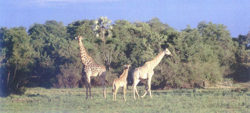 lj Serengeti Giraffes.jpg