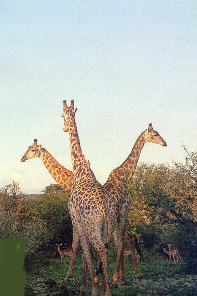 lj Three-headed South African Giraffe.jpg