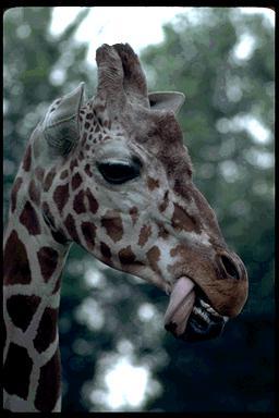 Pg96 045-Giraffe-face closeup.jpg