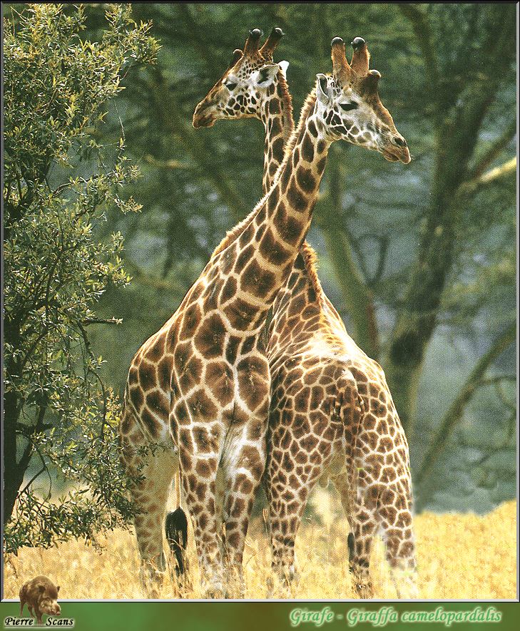 PO wl 027 girafes.jpg