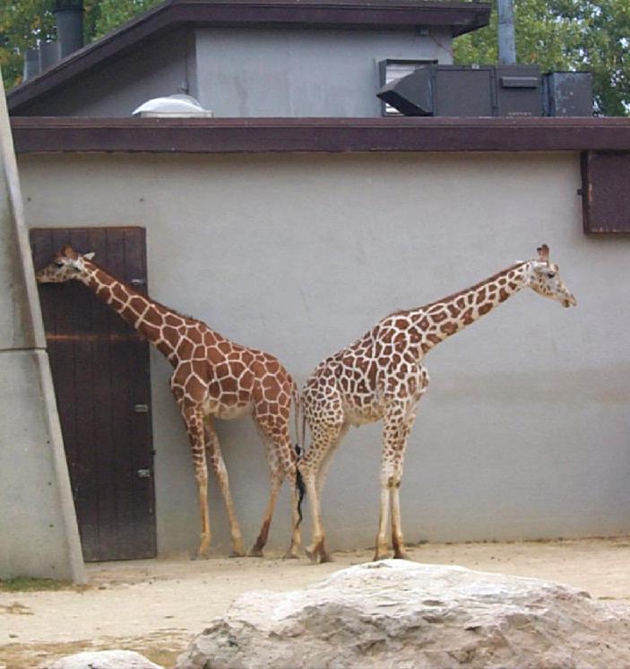vila01-Giraffes-by Joel Williams.jpg