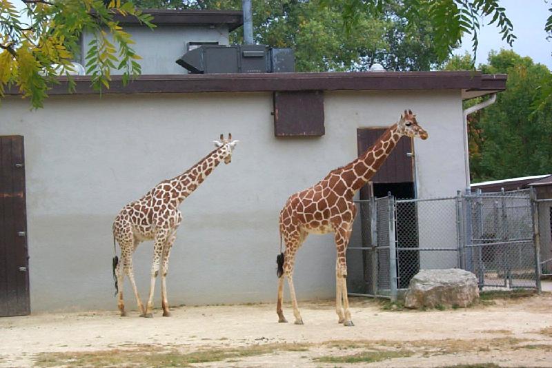 vila03-Giraffes-by Joel Williams.jpg