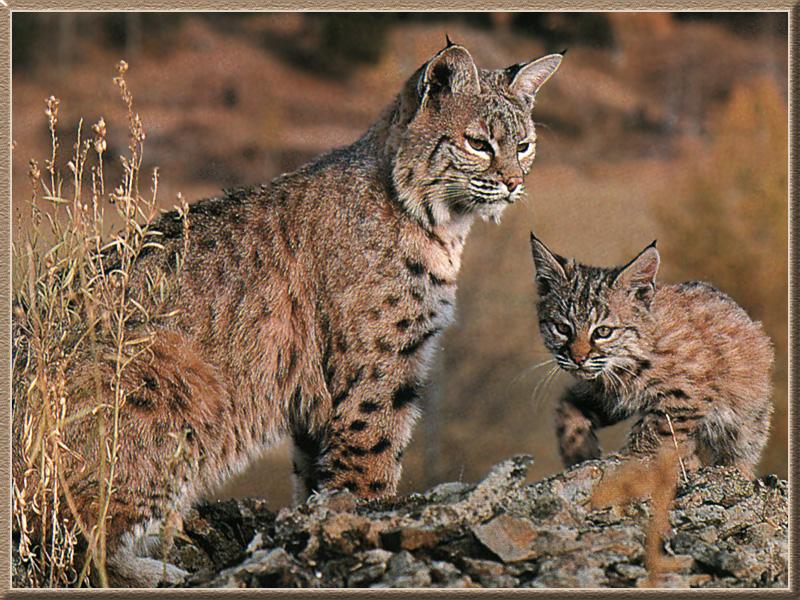 Bobcat 02-Mom and Baby-Large.jpg