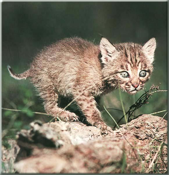 Bobcat 31-Cute Kitten.JPG