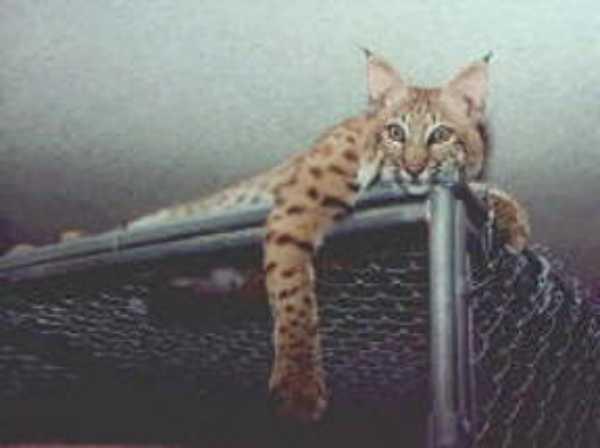 Bobcat 3-relaxing on cage.jpg