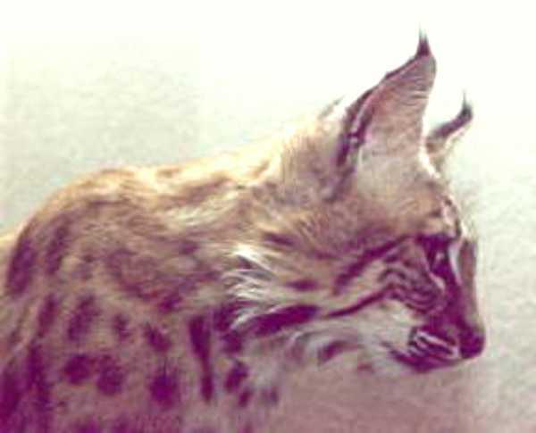 Bobcat 4-closeup.jpg