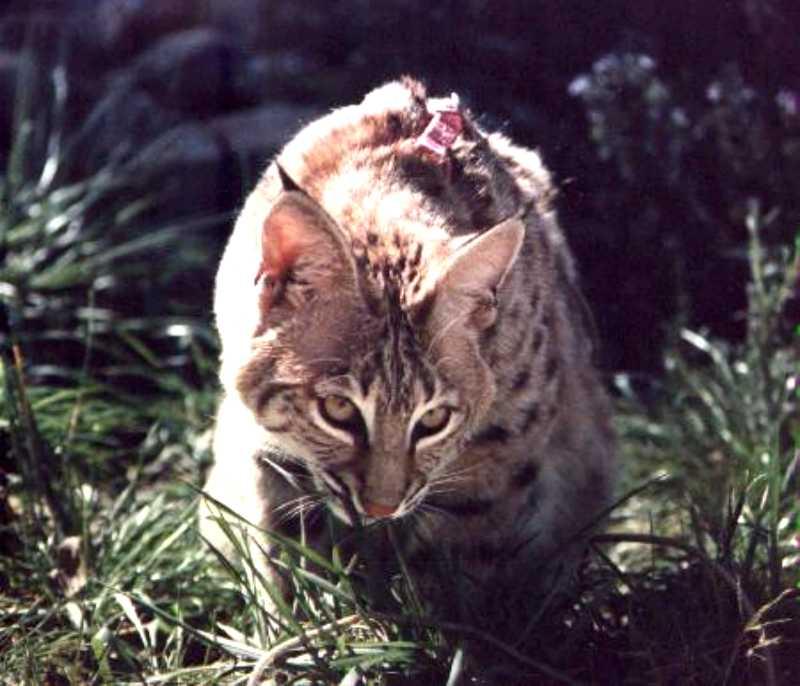 Bobcat 5-closeup in grass.jpg