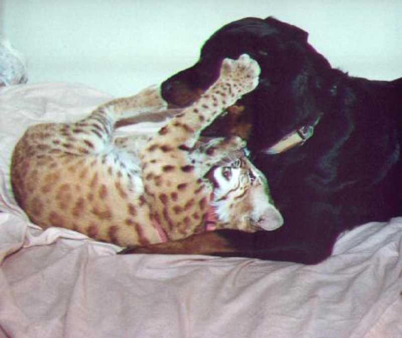 Bobcat and dog-playing on bed.jpg