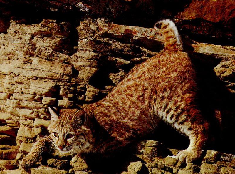 bobcat young-climbing rock cliff.jpg