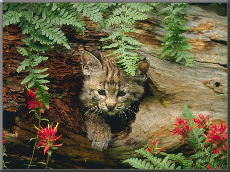 Bobcat Young-Just out of log hole.jpg
