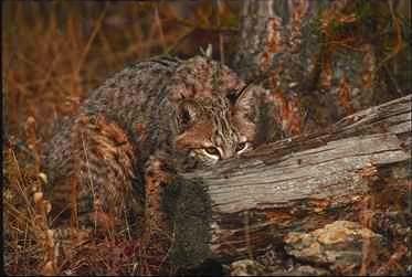 Bobcat05-hiding behind log.jpg