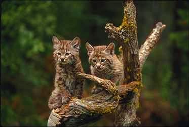 Bobcat10-2 cubs on dead tree.jpg